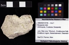 Foto (Objket + Etiketten) von Decapoda indet. 